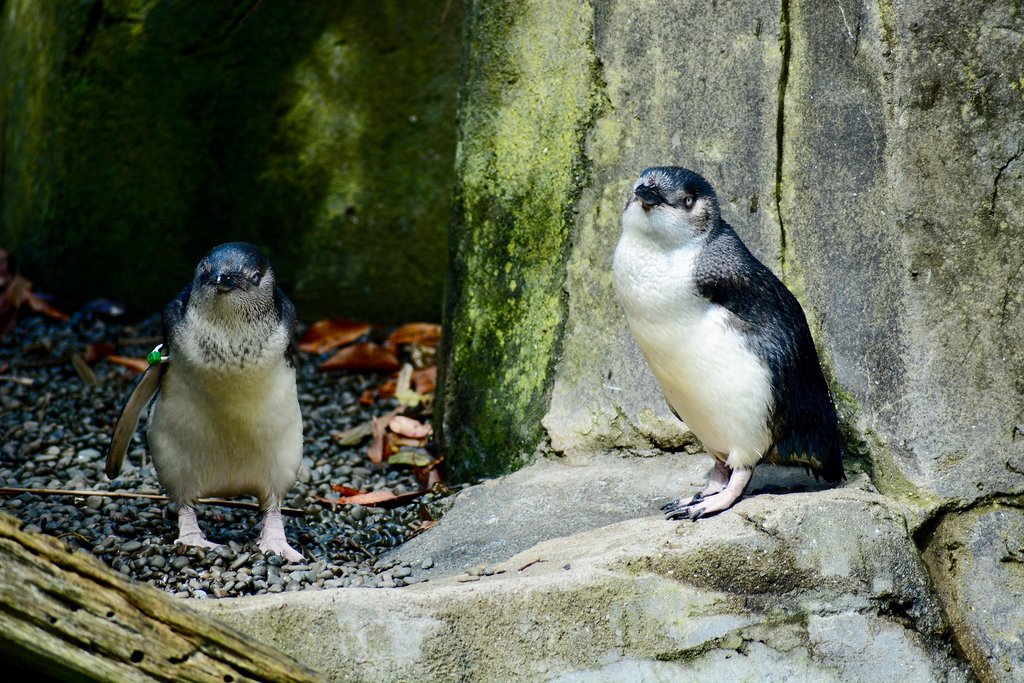 Wild Penguin Population in Australia