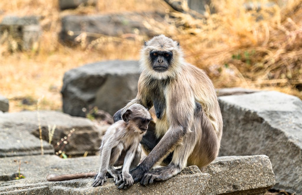 Gray langur monkeys, India