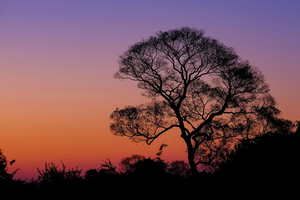 Pantanal