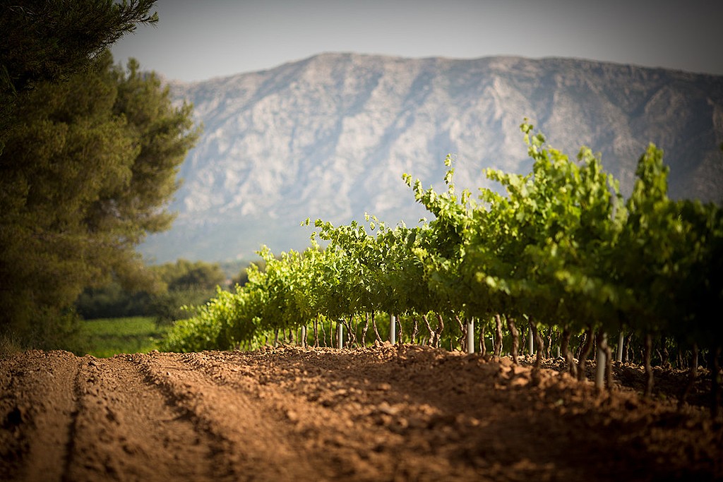 Vineyard near Sainte Victoire Mountain