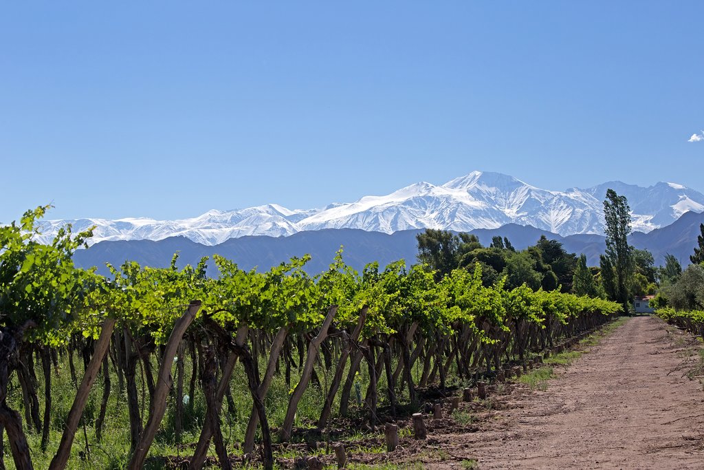 Mendoza's vineyards and snowcapped mountains