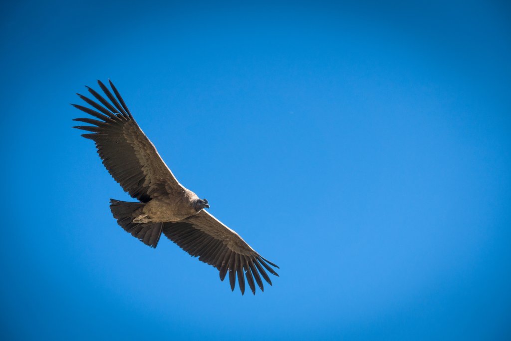 Andean Condor mid-flight