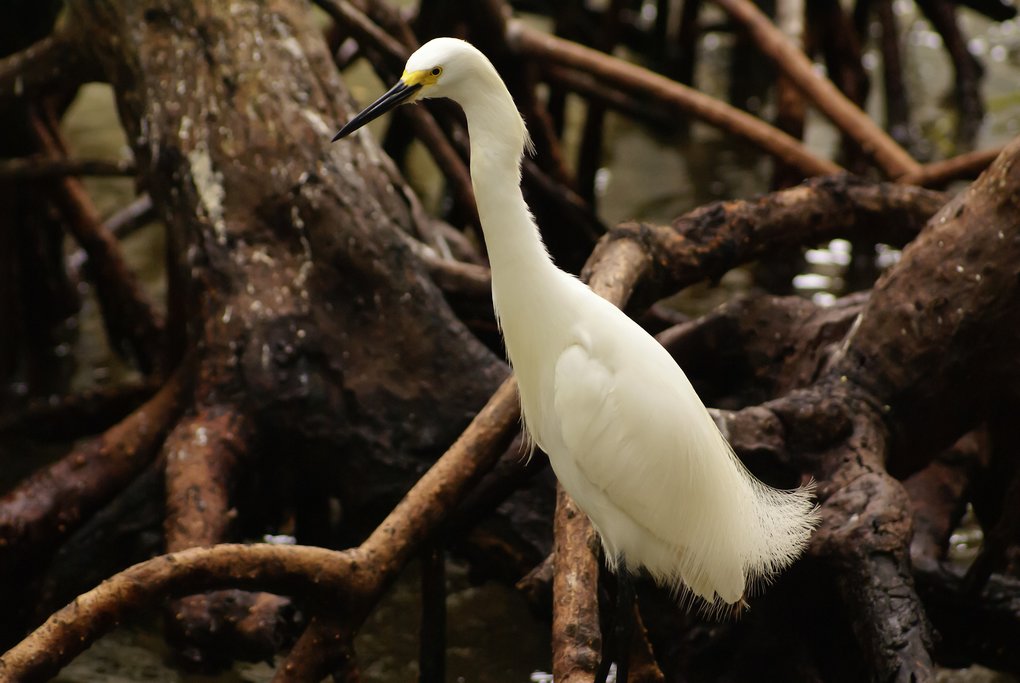 Snowy egret in the mangroves