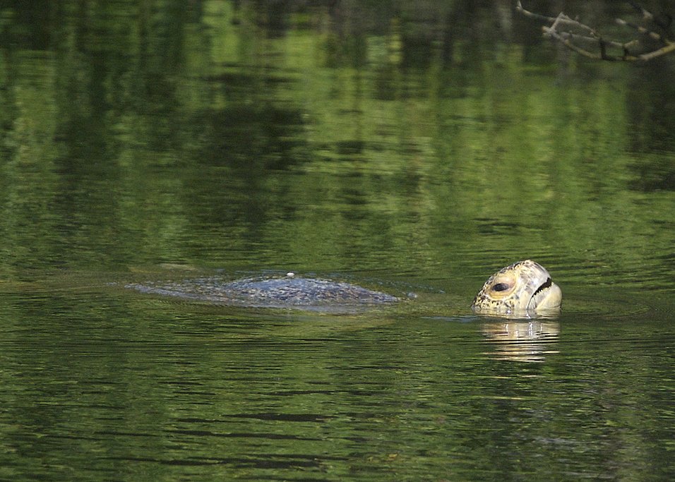 Marine Turtle