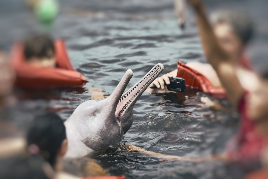 Feeding pink dolphins in Brazil