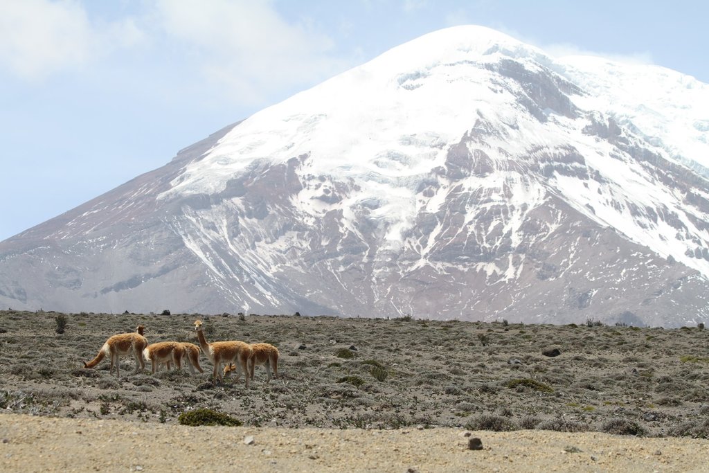 Vicuñas in front of the Chimborazo volcano
