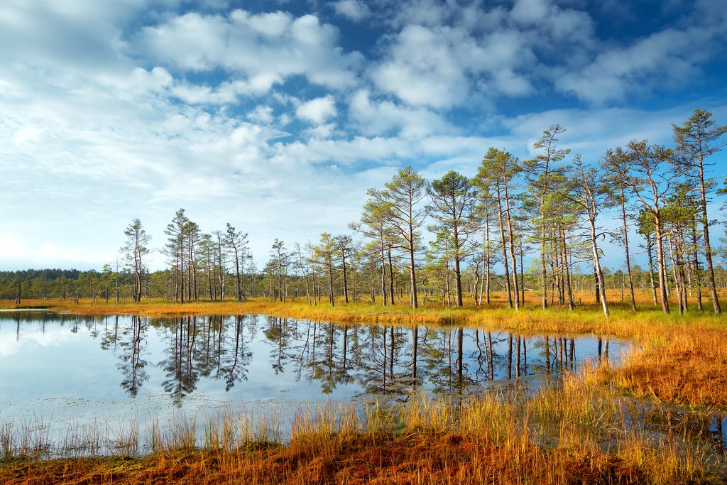 Bog Landscape of Lahemaa National Park