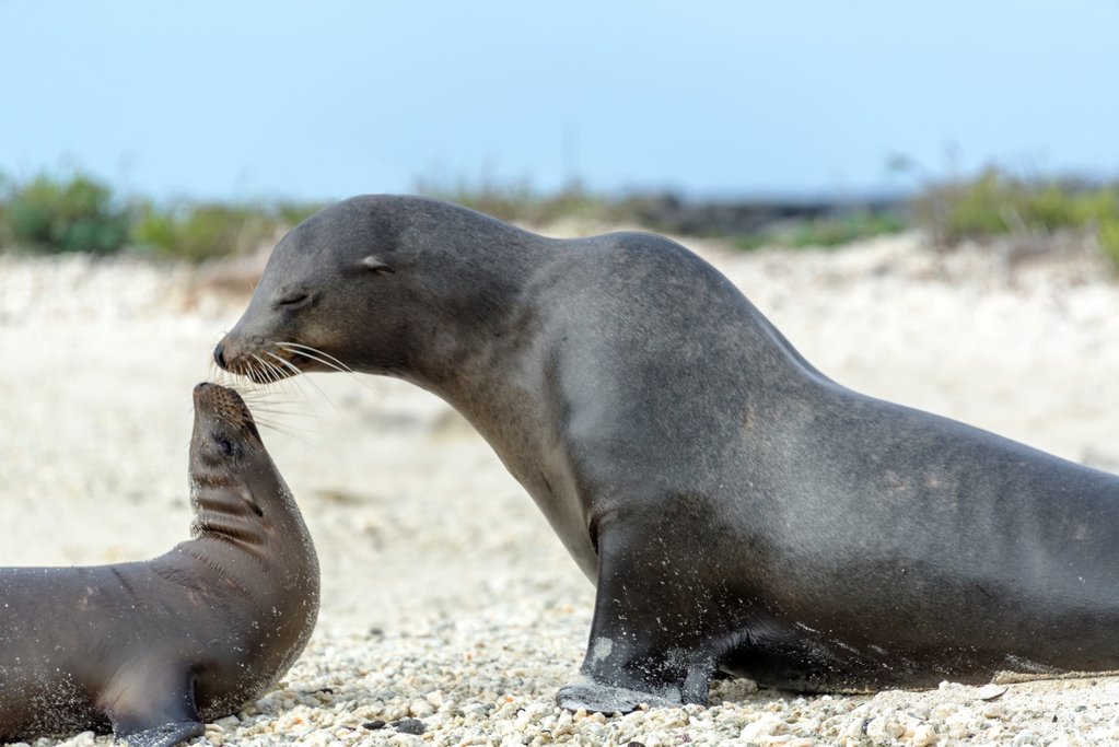 Wildlife Encountering at Lobos Island