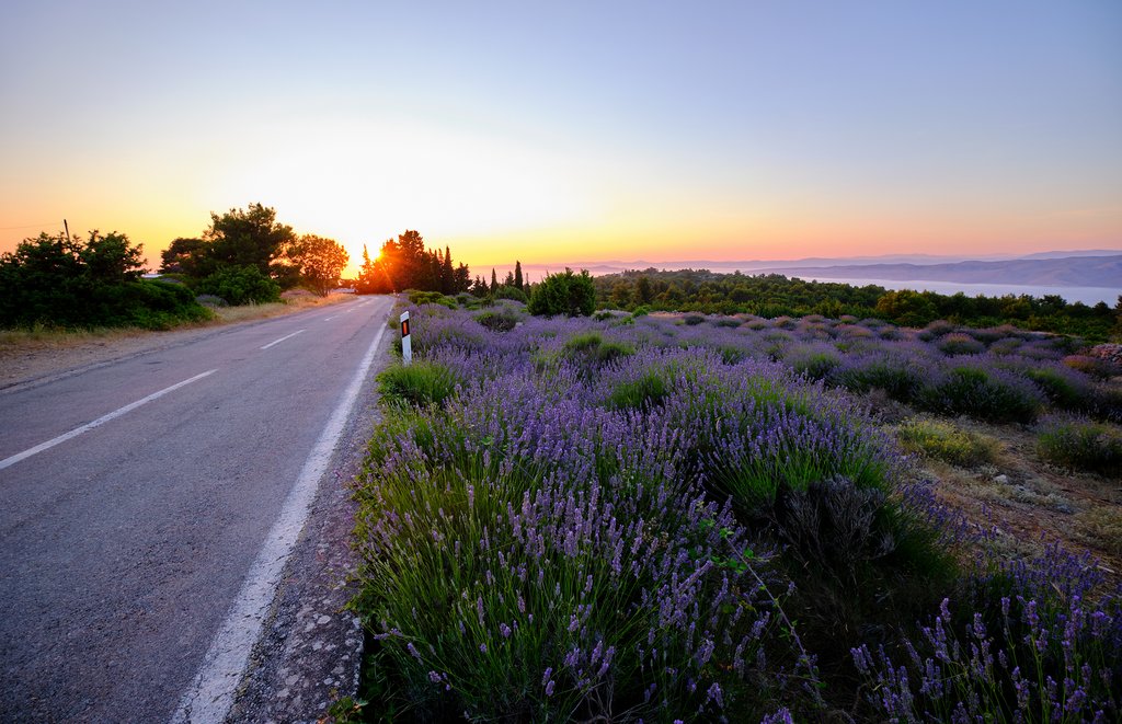 Lavender fields along the roads of Hvar Island