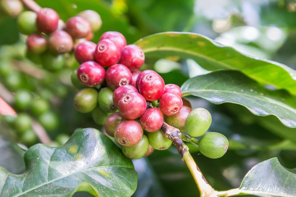 Coffee beans ready for the harvest.