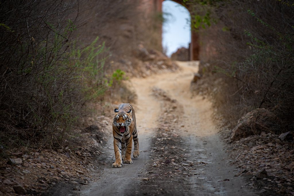 Search for the elusive Bengal Tiger in Ranthambore NP