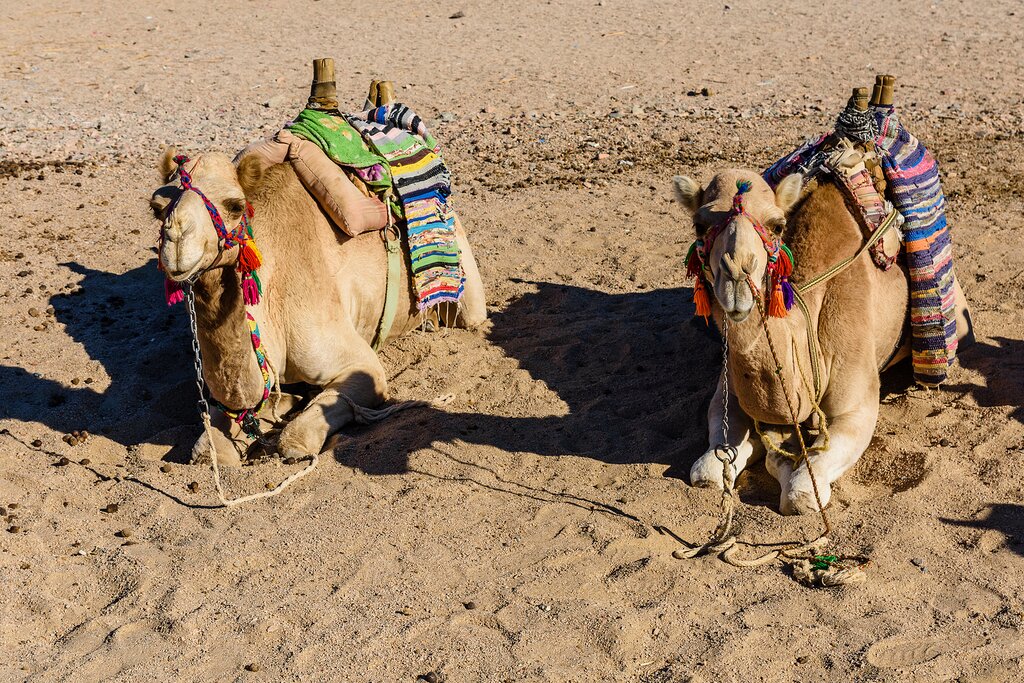 Camels wait for their passenders in the desert near Hurghada
