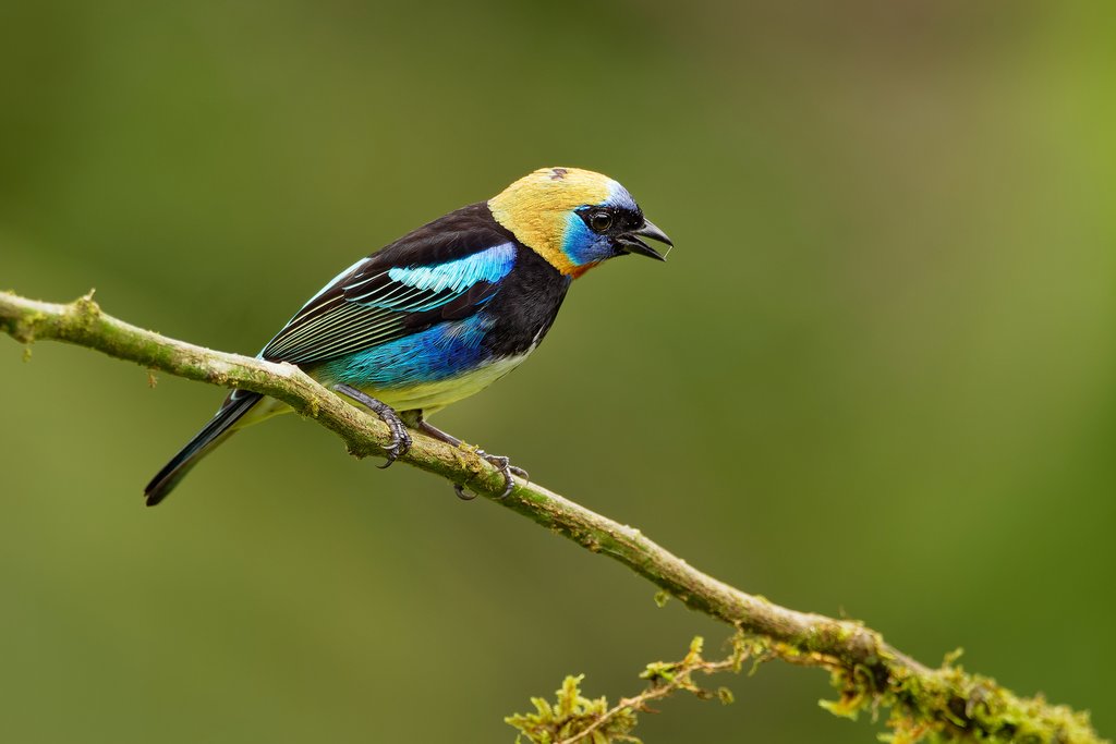 Tanagers are common birds in Costa Rica