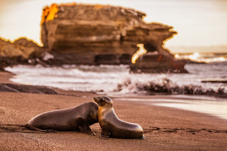 Highlights of the Galapagos Islands: San Cristobal Island, Isabela, & Puerto Ayora - 14 Days