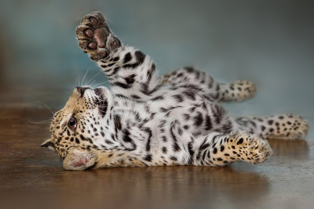 A baby jaguar