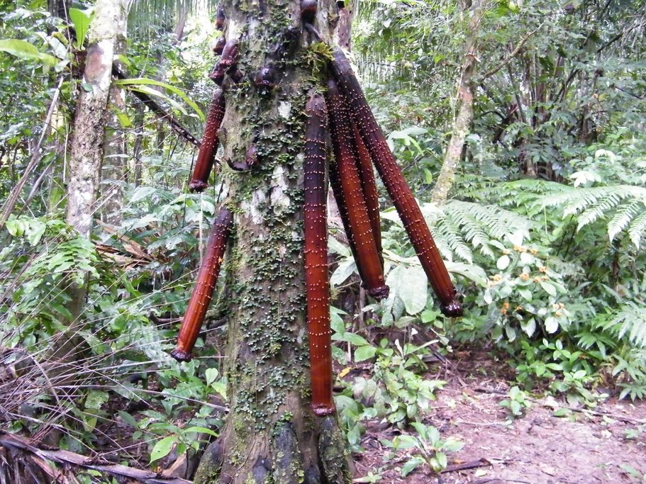 The rich plant life of the Amazon.