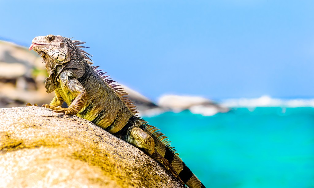 One of Tayrona's year-round residents.