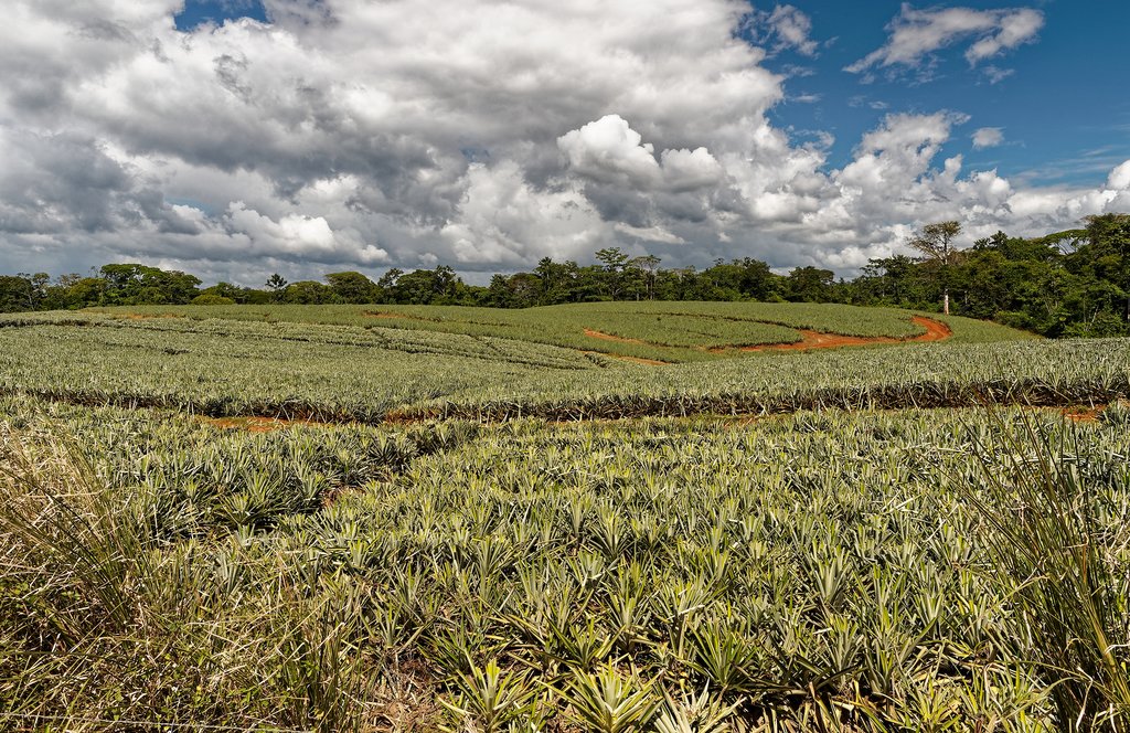The pineapple fields of Sarapiquí