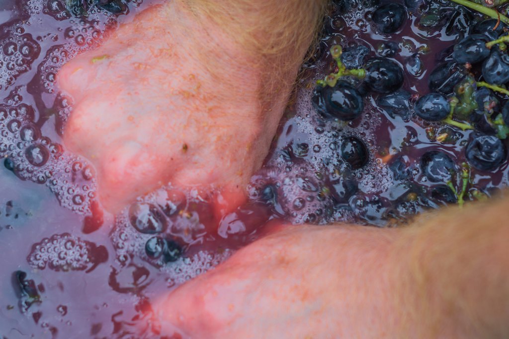Crushing grapes for wine