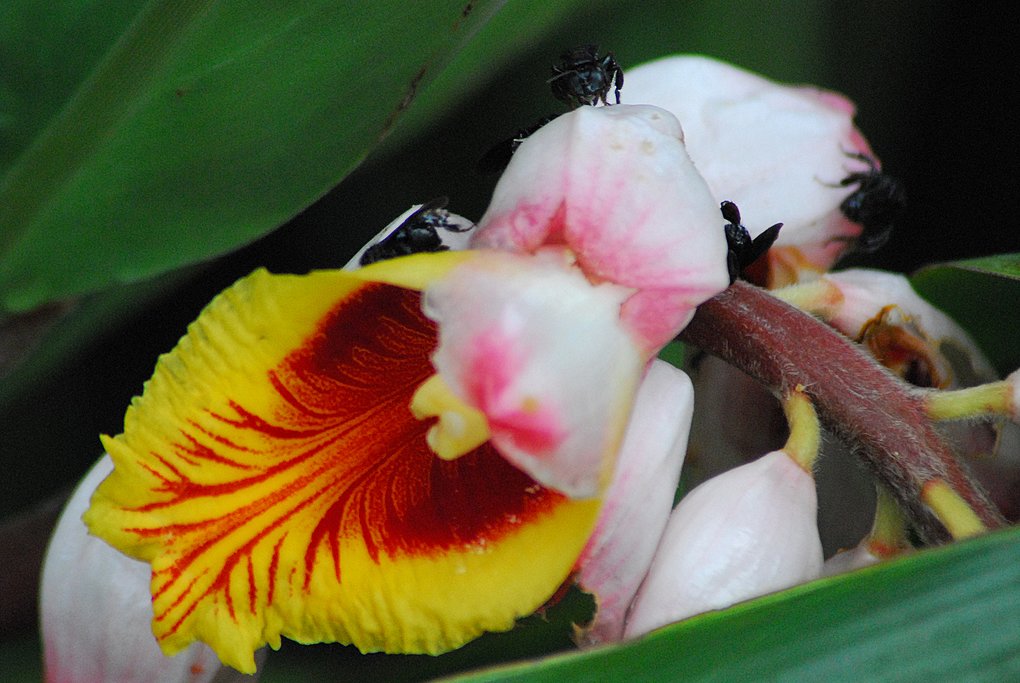 Wild orchid in Costa Rica