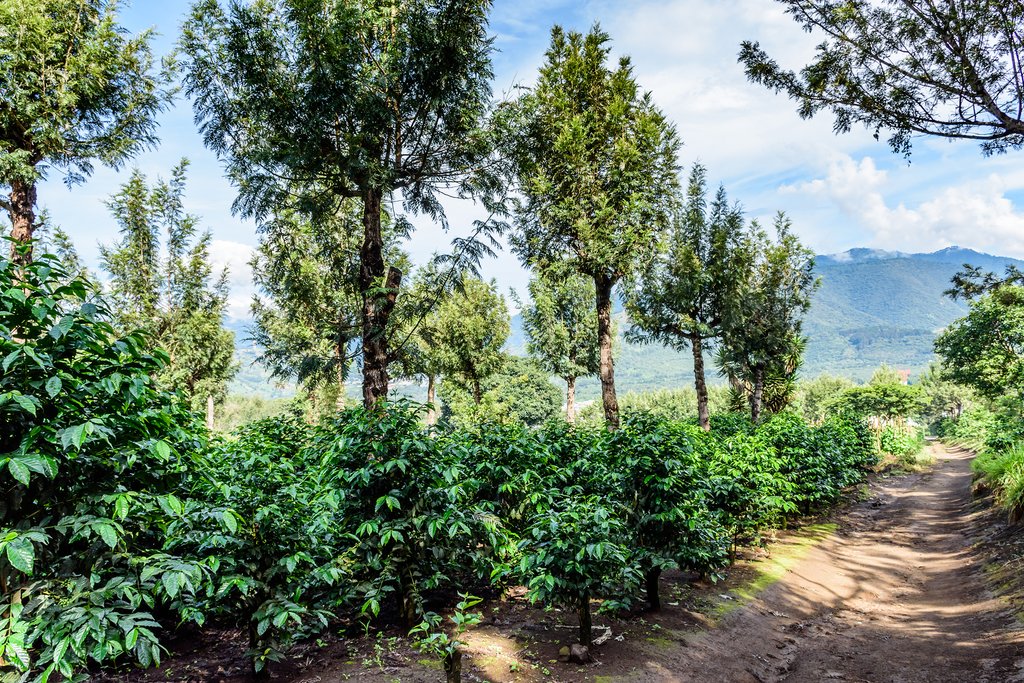 Coffee plantation near Antigua, Guatemala