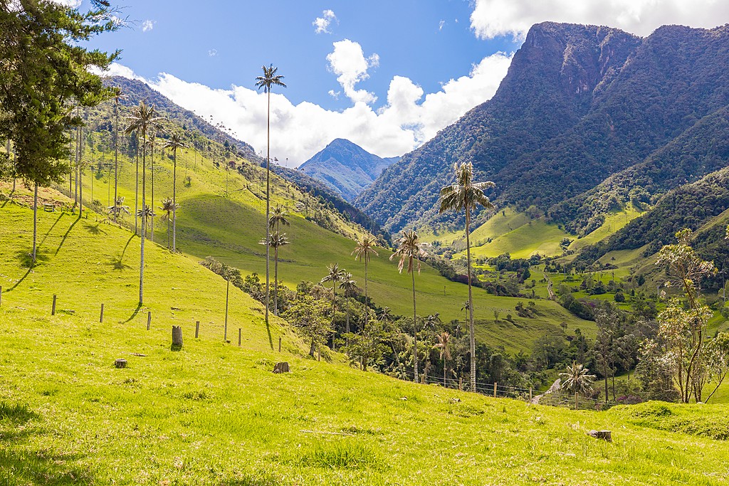 Wax palms in the Cocora Valley