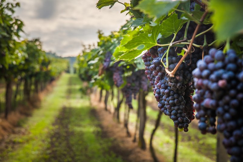 Winery tasting and lunch day