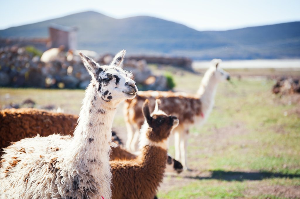 Llamas in Bolivia
