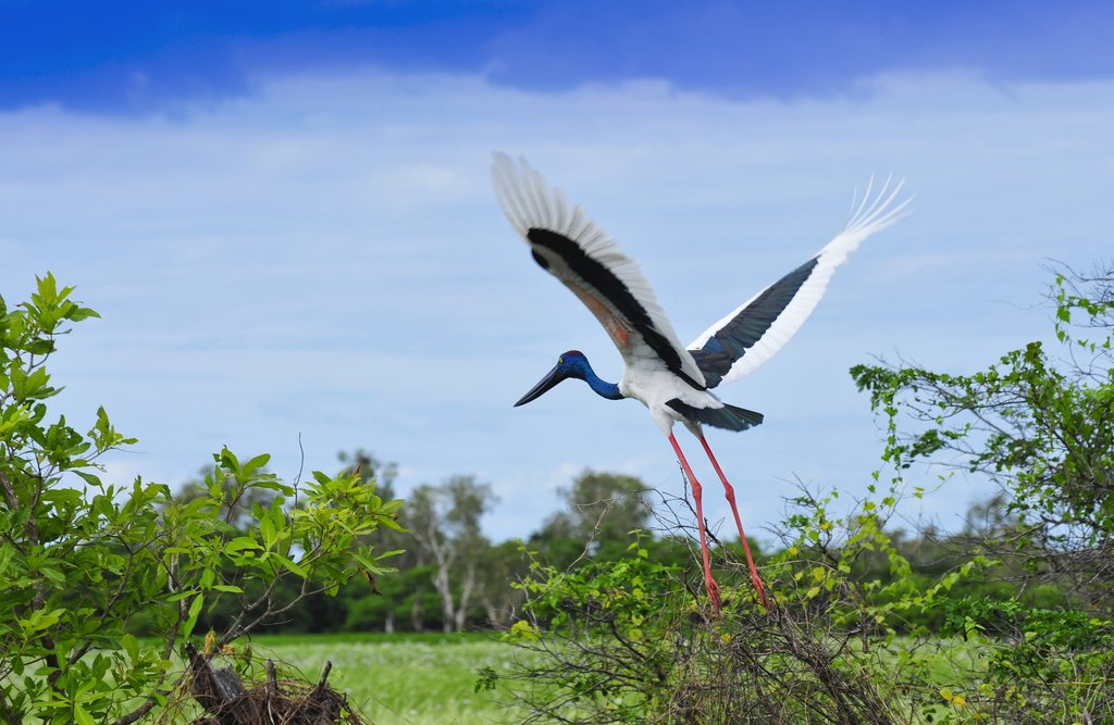 Kakadu wildlife