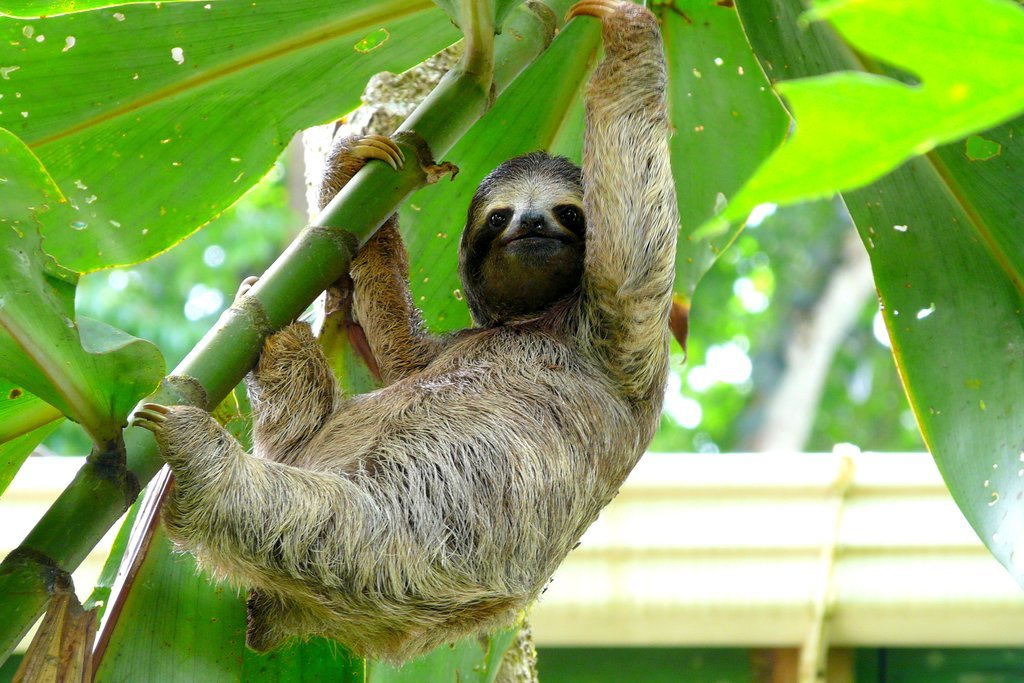 Coffee with a Sloth at Toucan Rescue Center