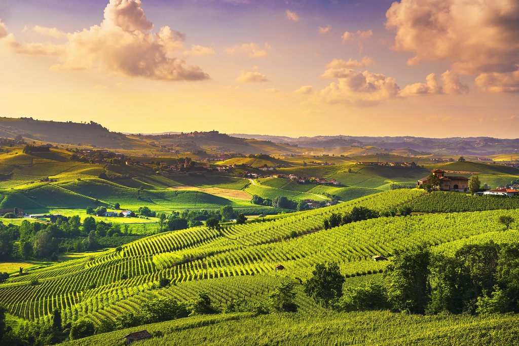 Barbaresco vineyards
