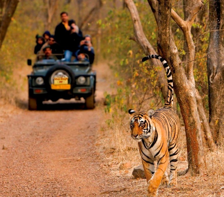 Ranthambore Safari Park