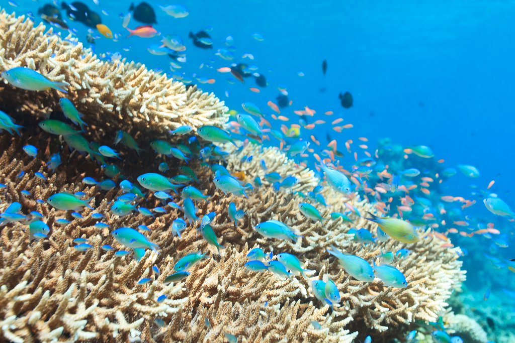 Spend two days in the diving mecca of the Togian Islands