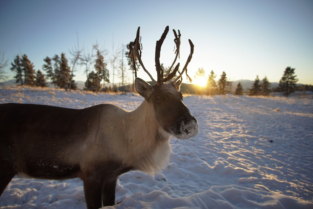 Caribou in the wildlife preserve