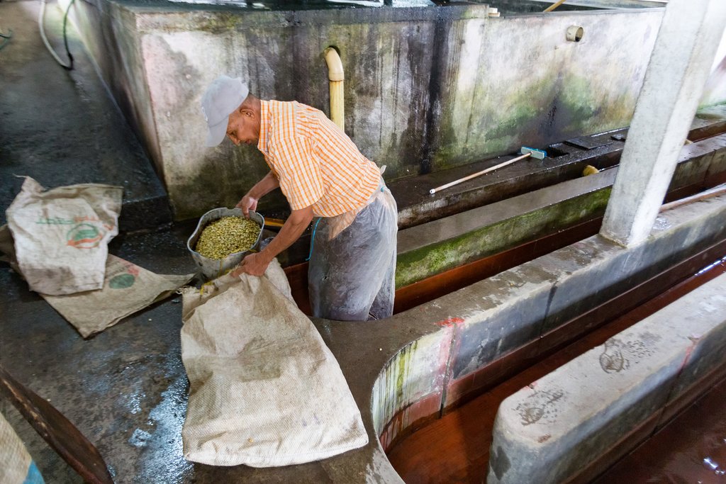 A worker packs coffee on the farm