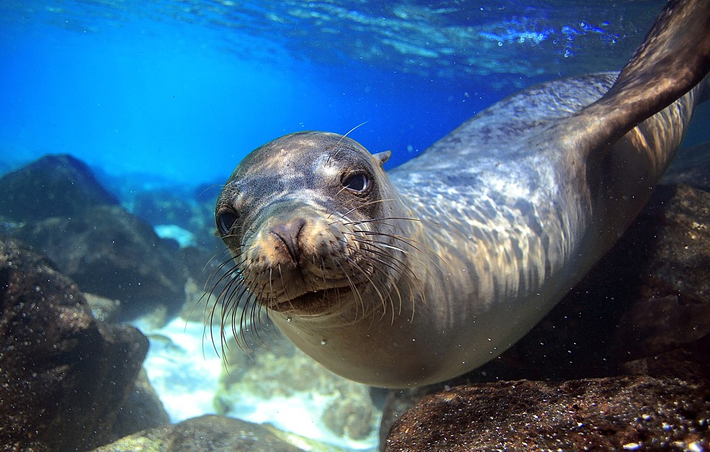 Curious sea lion greeting snorkeller