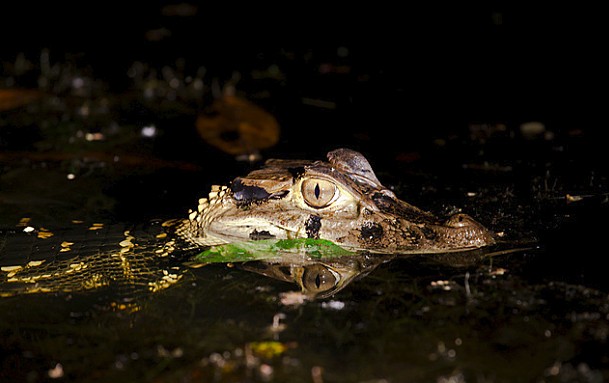 Small Amazonian crocodile