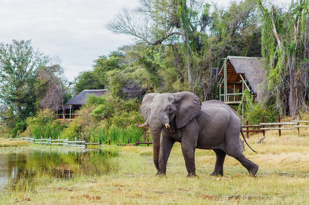 Elephant in front of Savute Lodge