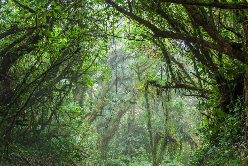 Monteverde Cloud Forest