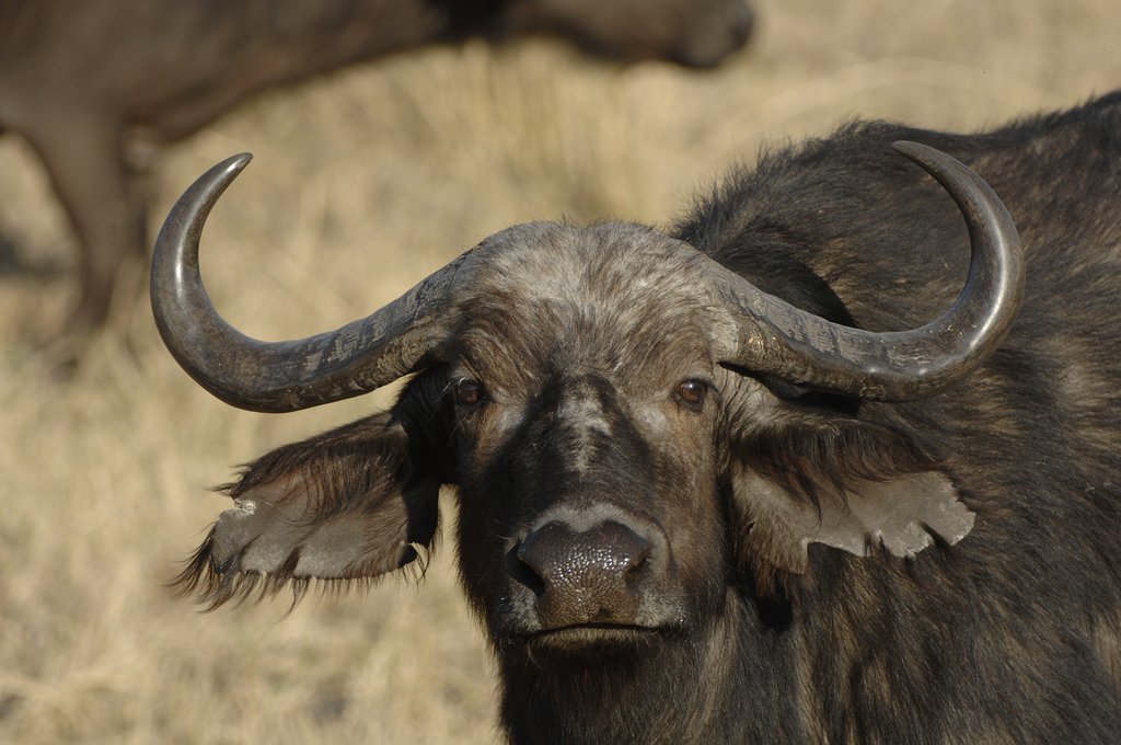 African Buffalo at Moremi Game Reserve