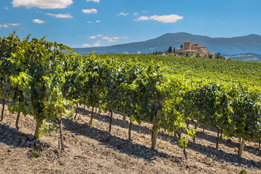 Castle Overseeing Vineyards with Rows of grapes from a Hill on a Clear Summer Day