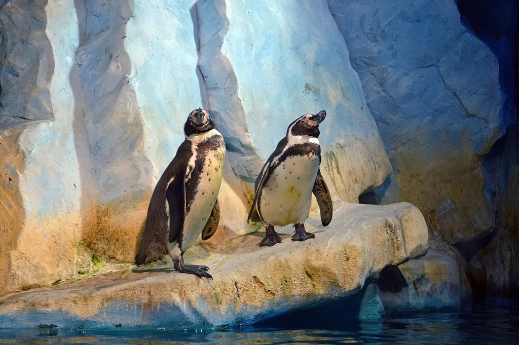 Humboldt Penguins