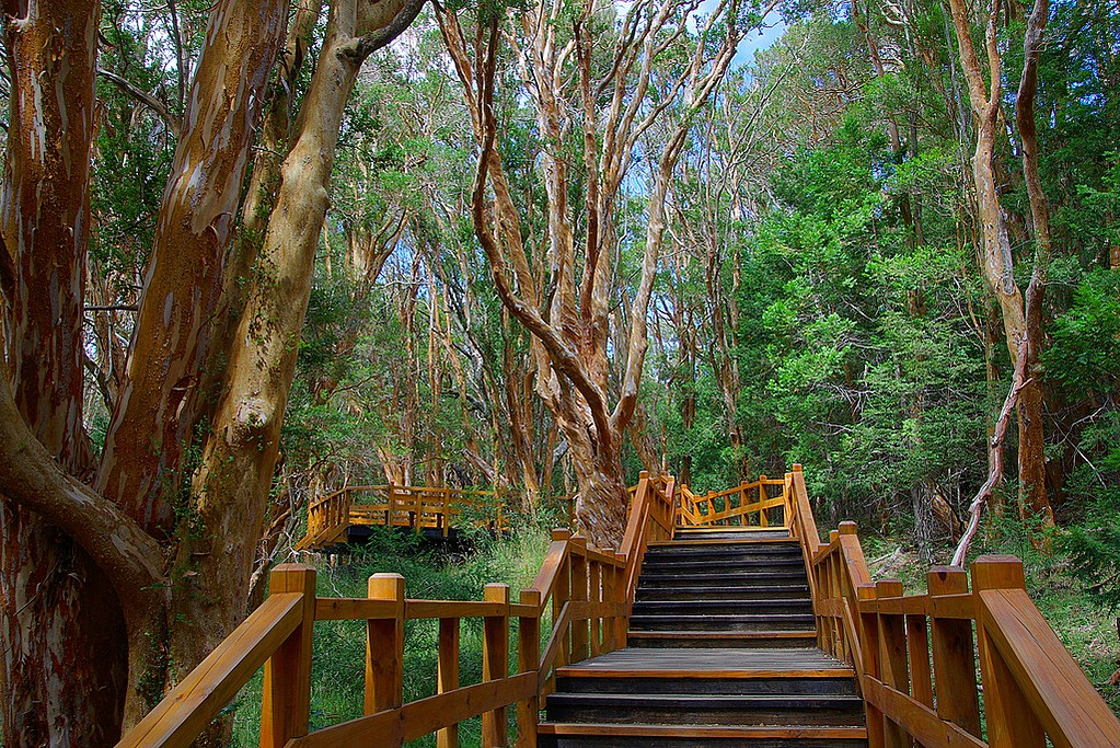Myrtle forest path