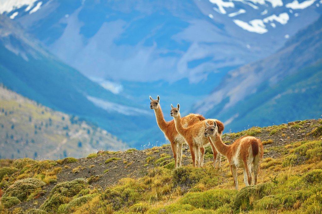 Guanacos in Torres del Paine
