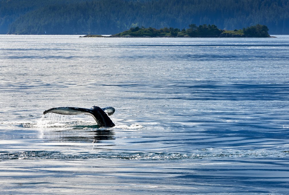 Humpback Whale off the coast of Port Hardy