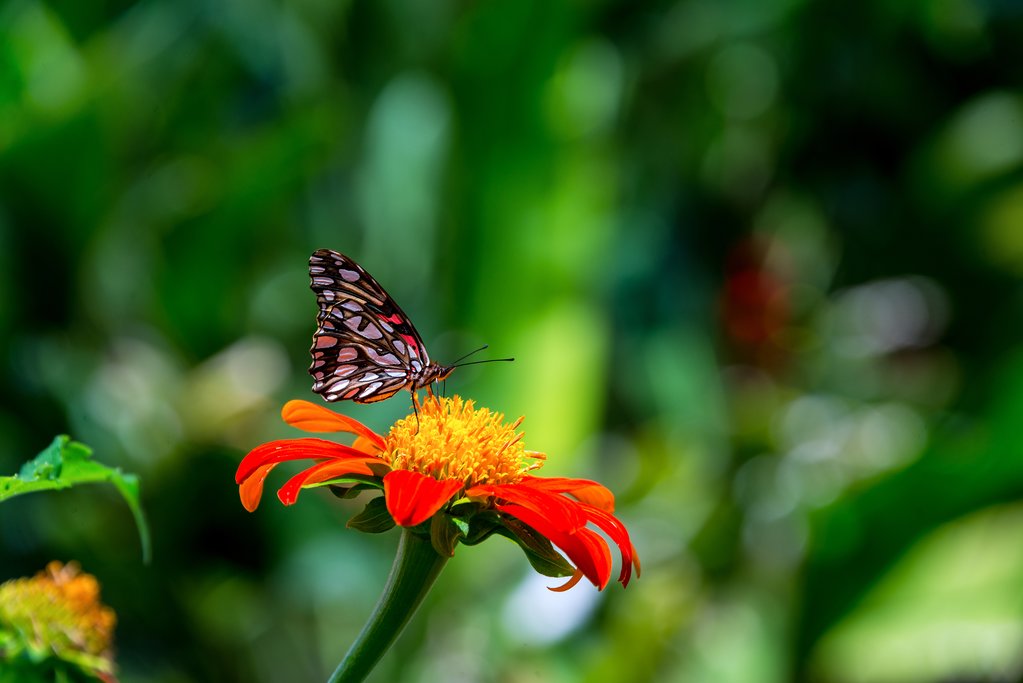 Butterfly on a zinnia elegans flower, Colombia