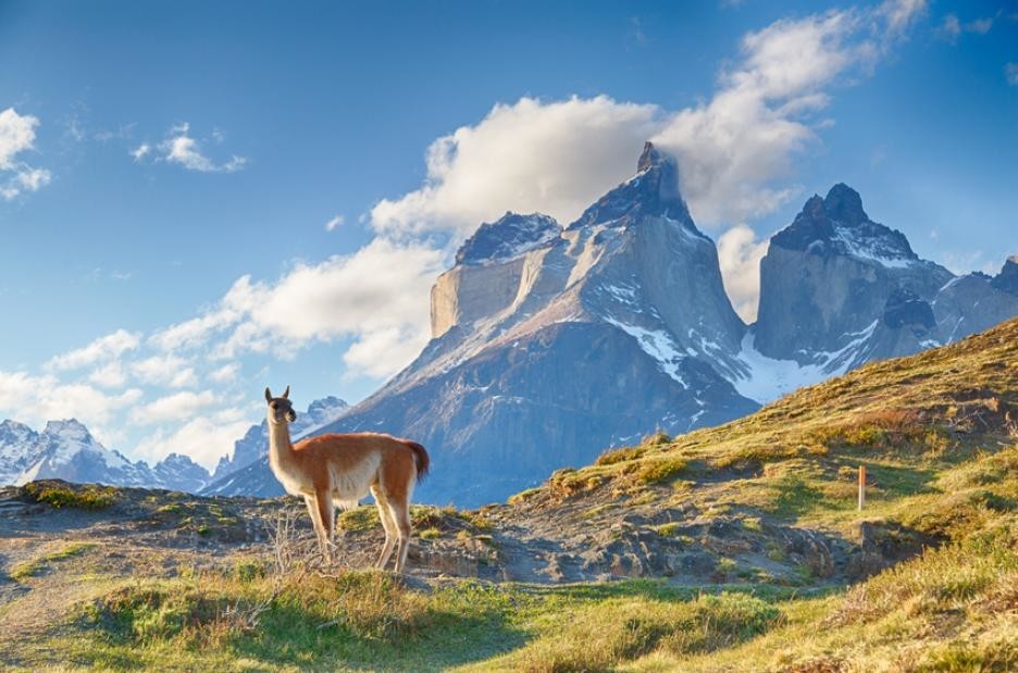 A guanaco considers Torres del Paine