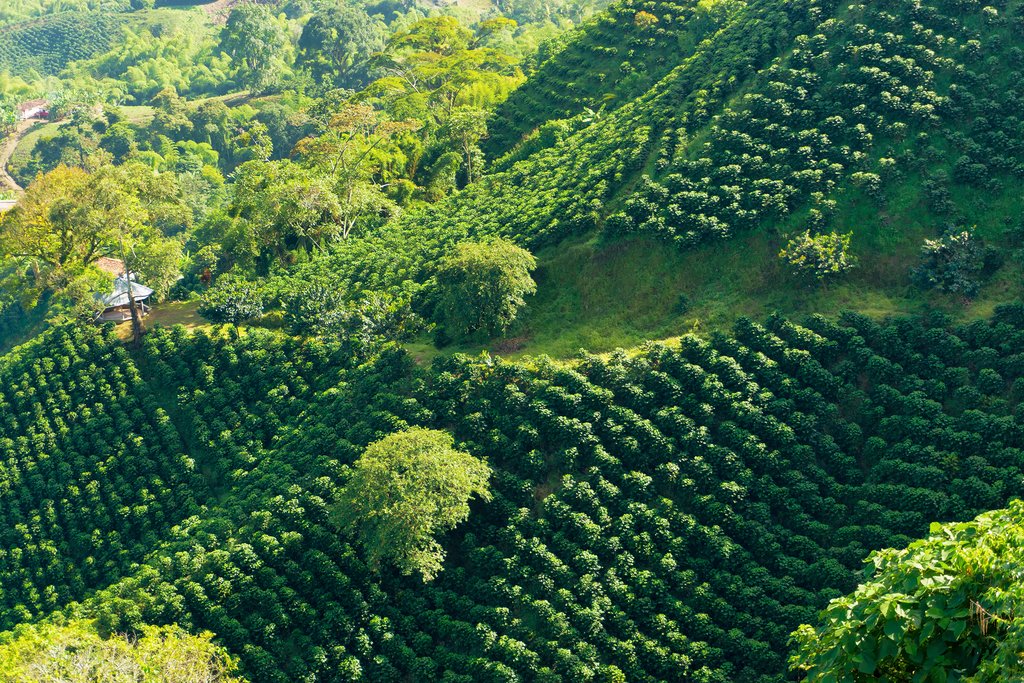 The primary crop in this region is coffee