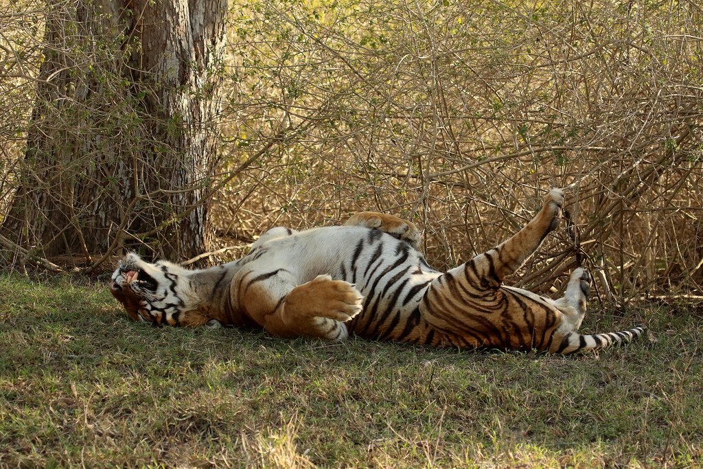 Tiger in Bandipur National Park