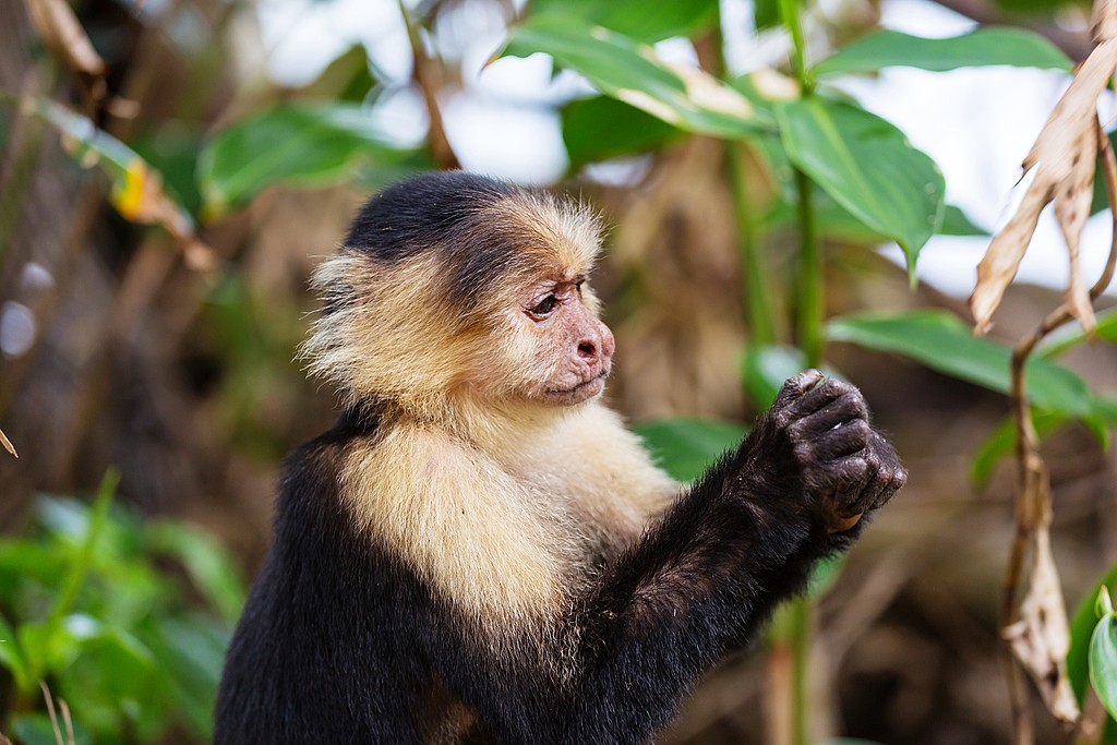 Help care for animals like white-faced capuchin monkeys at Proyecto Asis